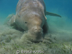 Ready for landing , Dugong , Canon S70  by Beate Krebs 